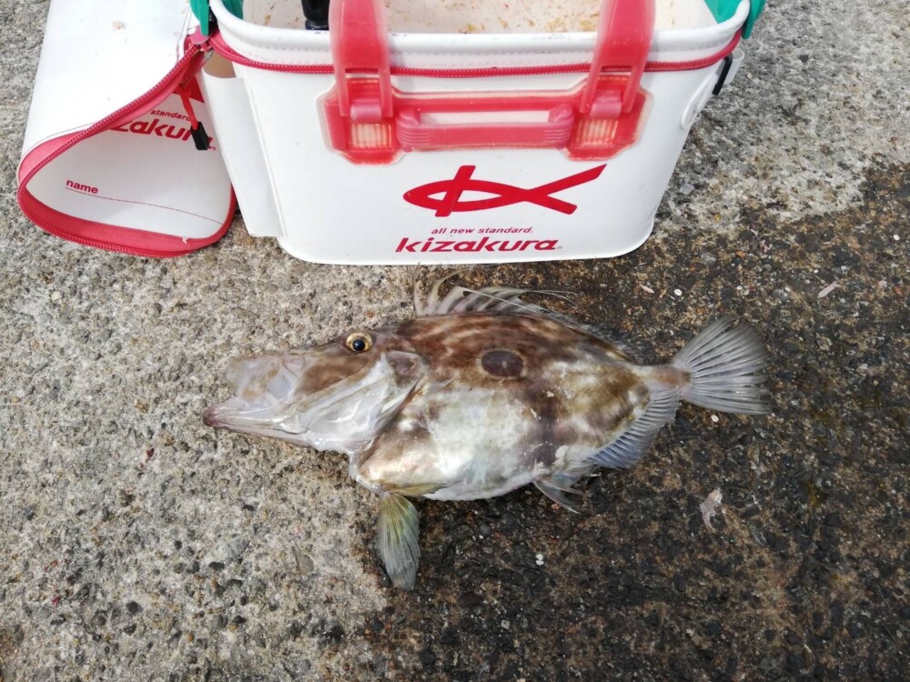 石丸副会長が ホームでアジを釣りそれを餌にして<BR>マトウダイを釣りました^ ^の画像