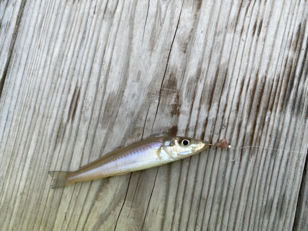 佐賀信用金庫のキス釣り大会が波が高く中止になりました😢  なので鷹島にキス釣り行って来ました🎵 13匹釣れたうちの24㎝と22㎝オーバの2匹をキープ^ ^の画像