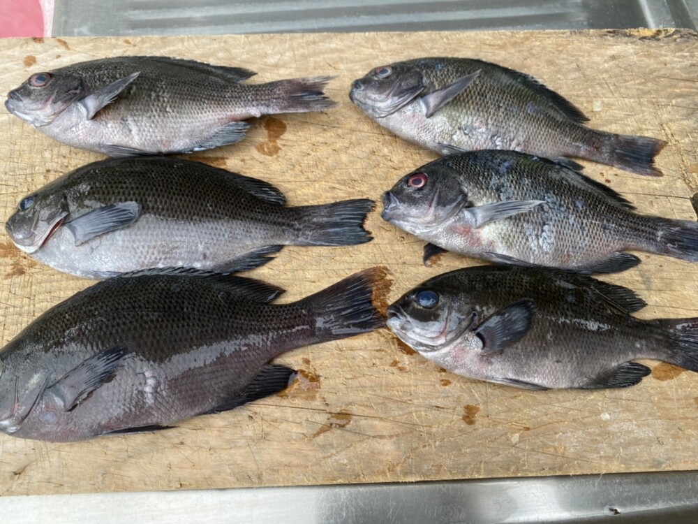 佐賀釣吉三平クラブの会長で… 佐賀釣狂会の相談役をしてもらってる… 大物釣り師(川原光義)  伊万里湾に浮かぶ青島  青島でクロを20匹ぐらい釣れたそうです♪の画像