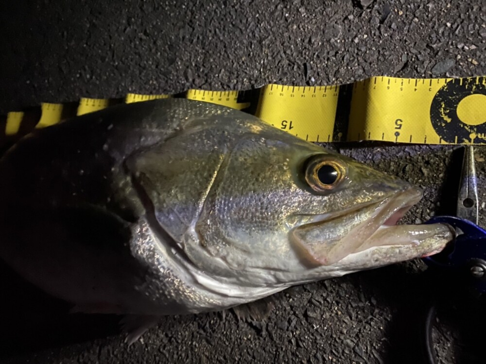 有明海のシーバス釣りの画像