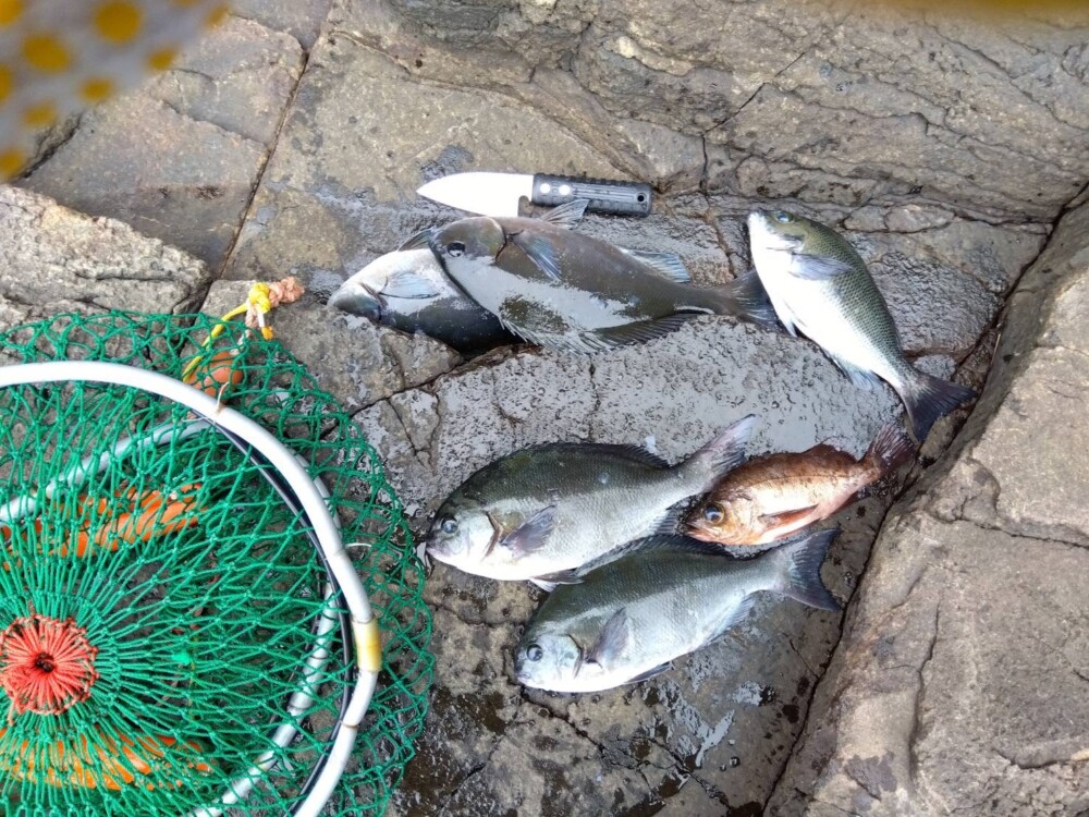 平戸の地磯での釣果です! 最大34cmでしたの画像