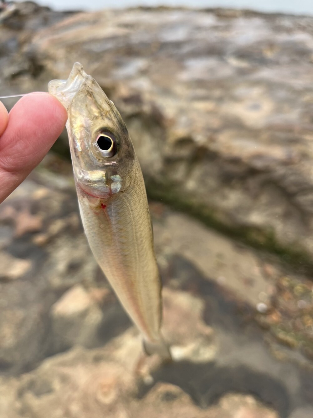 佐世保での釣果  良型のキスやセイゴを山ほど笑笑 セイゴは半分以上リリース。 カニも釣りました。の画像