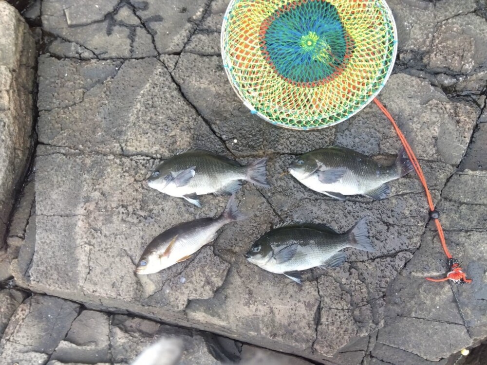 クロ釣り 平戸の地磯にて…の画像