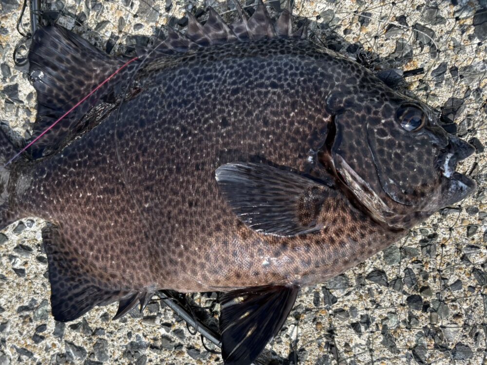 一年ぶりに石鯛釣りに行って来ました^ – ^。の画像
