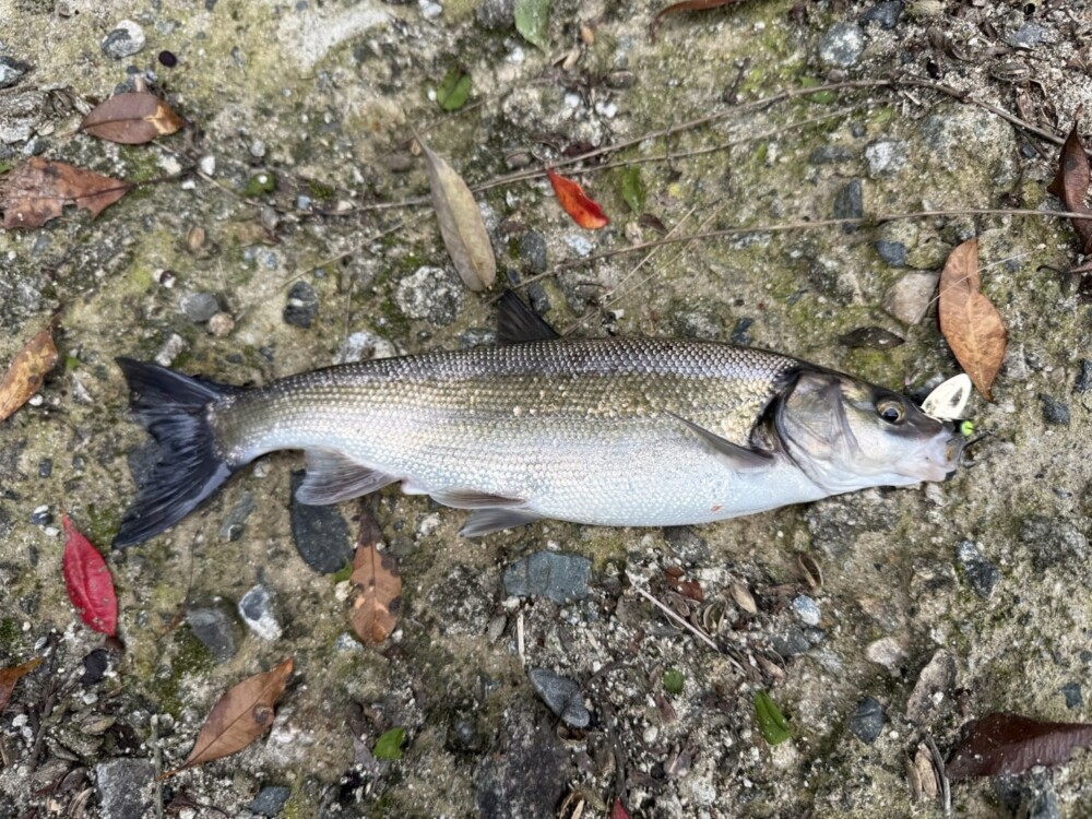 ウグイかな？の画像